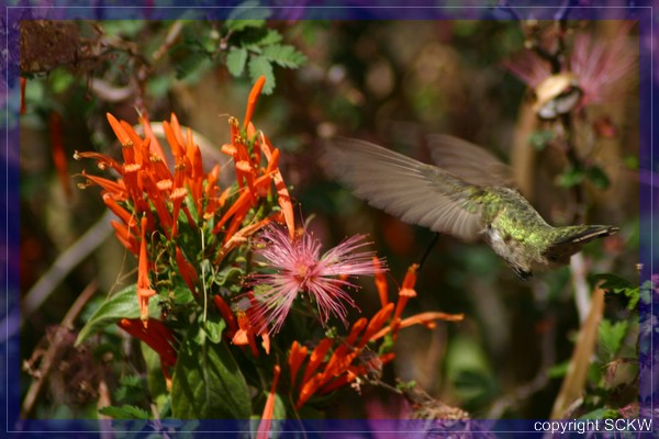comp_IMG_5268.jpg
