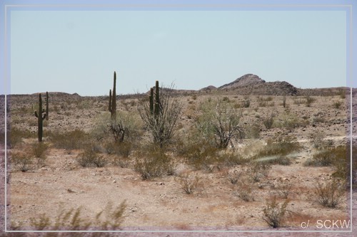 comp_IMG_8754_500.jpg