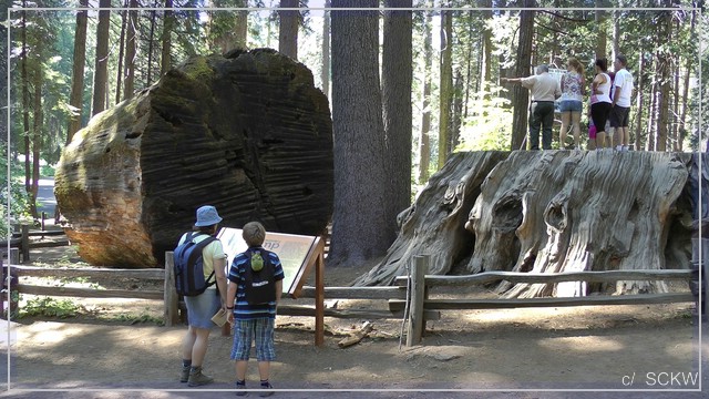 comp_snap_bigStump.jpg