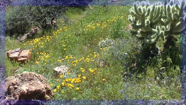 comp_snap_tonto_chollaBlumen.jpg