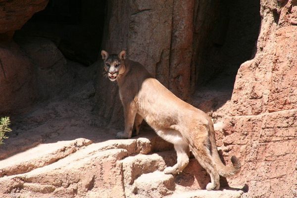 Cougar on the Rocks
