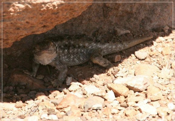 Was guckst Du?
Too hot in Arizona 
