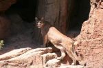 Cougar on the Rocks