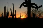 Saguaro Sunset