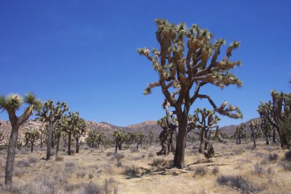 Yoshua Tree Nationalpark
