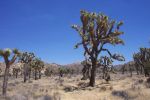 Yoshua Tree Nationalpark