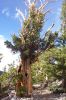 Bristlecone Pine