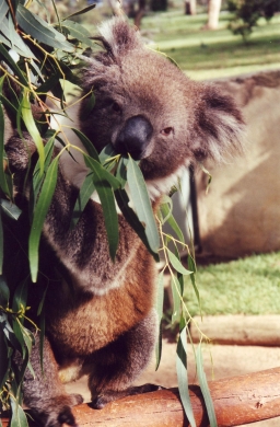koala.jpg