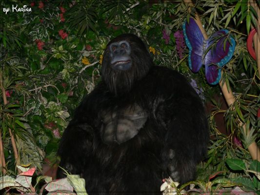 44_rainforest.jpg
