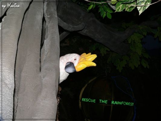 46_rainforest.jpg