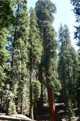 General Sherman Tree
Die Größe ist unter den Großen schwer einzuschätzen.
