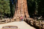 General Sherman Tree