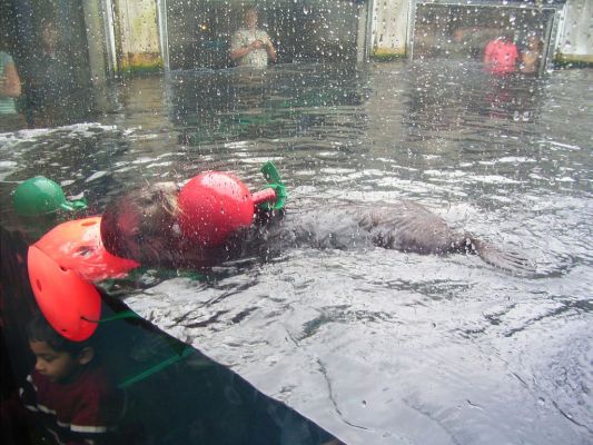 Seeotter im Monterey Bay Aquarium
