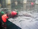 Seeotter im Monterey Bay Aquarium