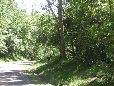 Cuyahoga Valley - Reh
