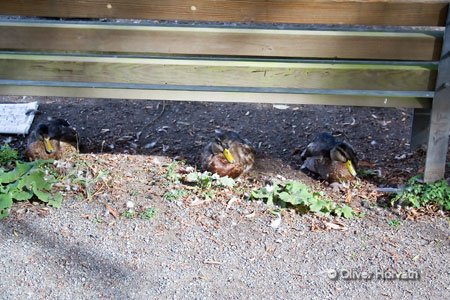 Enten_im_Stanley_Park
