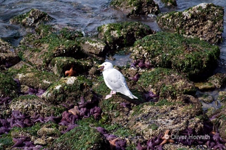 Vogel_mit_Seestern
