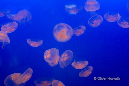 Fische_3
