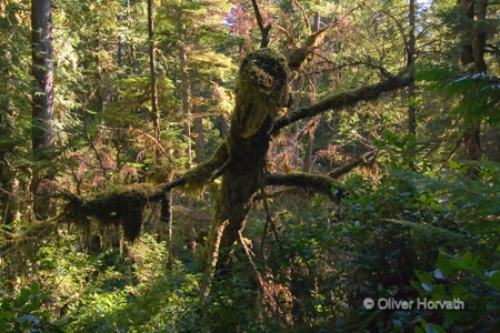 Rainforest Trail 1
