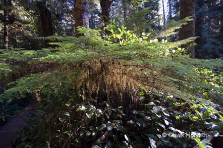 Rainforest Trail
