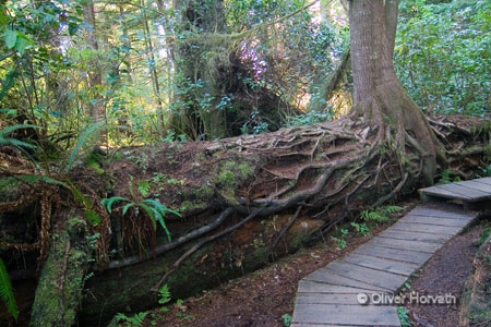 Schooner Trail - Baum
