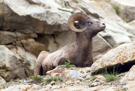 Big Horn Sheep (groß)
