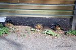 Enten_im_Stanley_Park