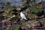 Vogel_mit_Seestern