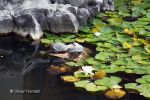 Schildkröten