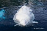 Beluga_1