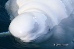 Beluga_2