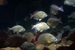 Fische_1