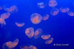 Fische_3