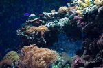 Fische_2