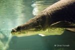 Fisch_3