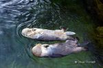 Seeotter