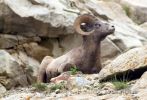 Big Horn Sheep (groß)