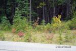 Elk