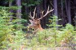 Elk (nah)