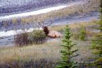 Elk 1