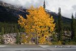 Baum in Banff