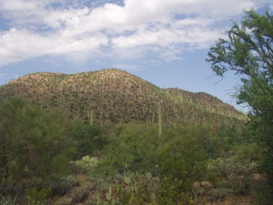 Organ Pipe NM
