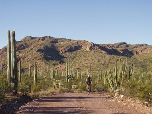 Organ Pipe NM
