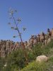 Bild 15a Chiricahua .jpg