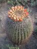 Bild 16a Saguaro NP.jpg