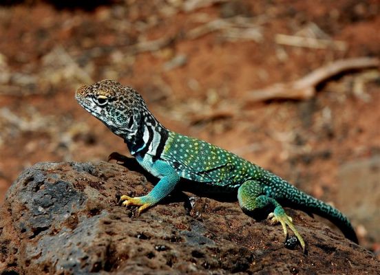 Collared Lizard
Collared Lizard im Wupatki NM, Arizona
