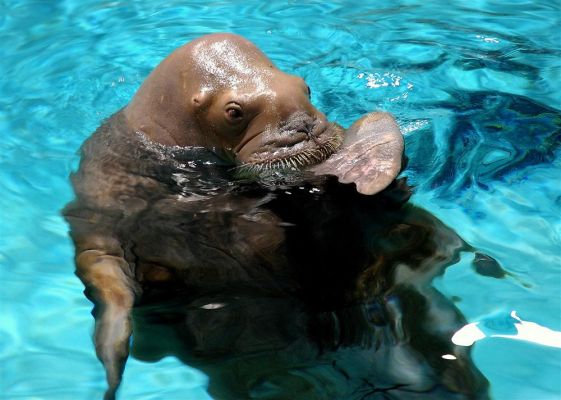 Bloss nicht schauen, oder doch? 
Sea Elephant im Marineland Niagara Falls
