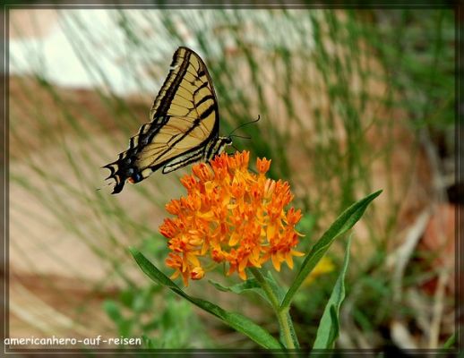 comp_DSC_3818.jpg