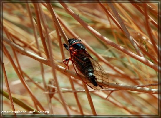 comp_DSC_5849.jpg