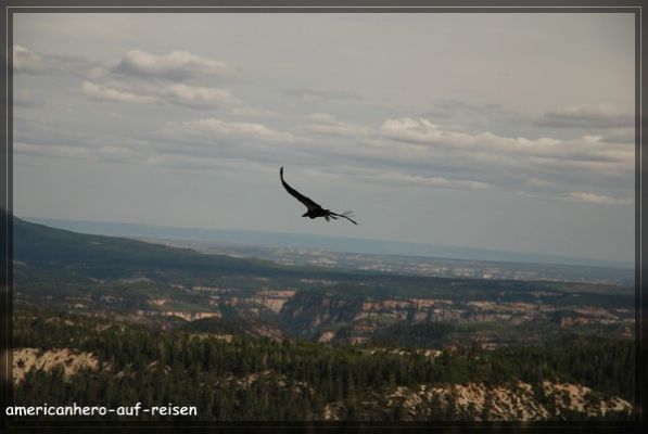 comp_dsc_6485.jpg
